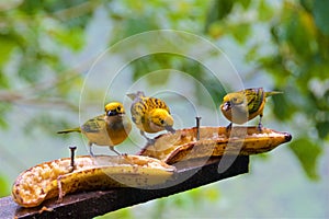 A group of silver-throated tanagers looking for food in the cloud forest in Alajuela, Costa Rica