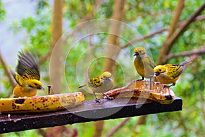 A group of silver-throated tanagers looking for food in the cloud forest in Alajuela, Costa Rica