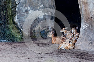 Group of sitatunga