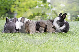 Group of six cuddly furry rabbit bunny lying down sleep together on green grass over natural background. Family baby rabbits