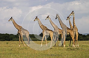 Group of six Giraffe in Masai Mara