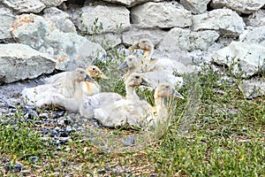 A group of six yellow domestic ducks sit and stand on the green grass near a stone fence. Close-up view.