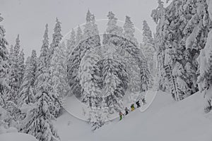 A group of ski-tourists ski touring on a snowy slope under spruce trees covered with fresh snow, adrenaline adventures in the