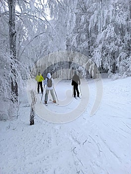Group of skiers skiing on the ski trek through pine trees forest covered with snow and ice