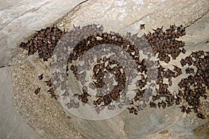 Group of sleeping bats colony in a cave