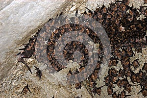 Group of sleeping bats colony in a cave