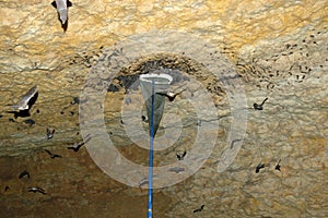 Group of sleeping bats colony in a cave