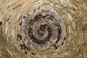 Group of sleeping bats colony in a cave