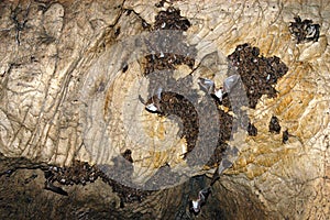 Group of sleeping bats colony in a cave