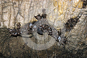 Group of sleeping bats colony in a cave