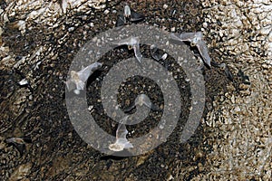 Group of sleeping bats colony in a cave