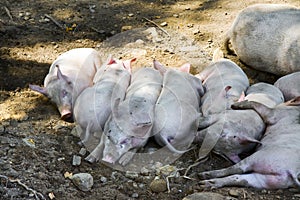 Group of sleeping piglets with the sow in a country farm