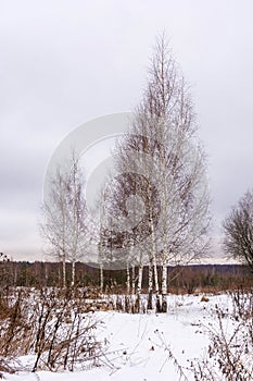 A group of slender birches in the beginning of winter.