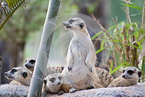 Group of Slender-Tailed Meerkat
