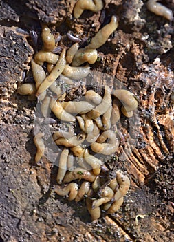 Group of slugs eating