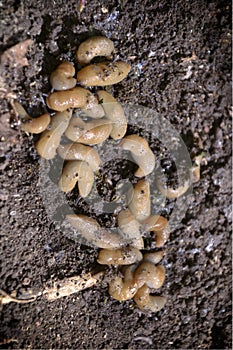 Group of slugs eating on the ground