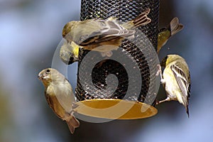 Group of Small Birds on a feeder