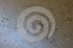 Group of Small Black ant on floor
