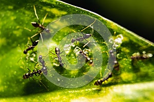 Group of small black ants eating on the leafs with selective focus. Macro close up a lot of black ants on leaves with lighting
