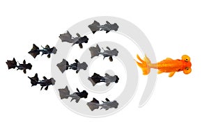 Group of Small black goldfish following goldfish the leader isolated on white background showing leader individuality success or