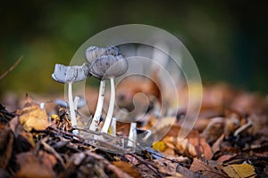 a group of small black mushrooms on the forest floor in autumn