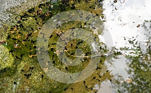 Group of small black tadpoles swimming near rocky pond shore, closeup detail