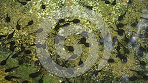 Group of small black tadpoles swimming near rocky pond shore, closeup detail