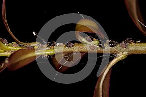 Group of small brown aphids