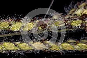 Group of small brown aphids