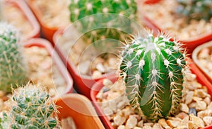 Group of small cactus grow in the pot