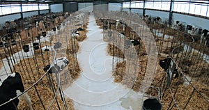 A group of small calves in cages on a dairy farm. Agricultural industry.