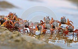 Group of small crabs Portunus armatus or flower crab