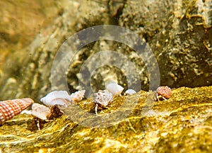 Group of small crustaceans walking in unison across a rock surface, under the water in Oman