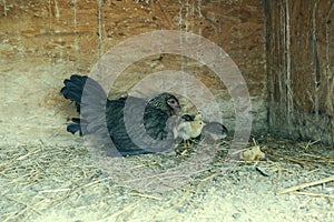 A group of small cute chicks walks in the henhouse. Close up of colorful few days old chickens with their mother in a chicken coop