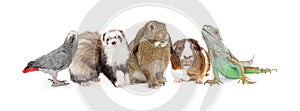 Group of Small Domestic Pets Over White