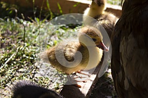 Group small ducklings eating on groun in the farm