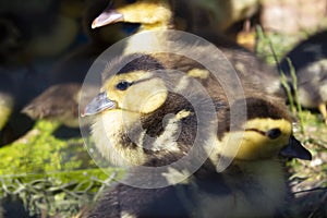 Group small ducklings eating on groun in the farm