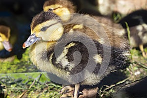 Group small ducklings eating on groun in the farm