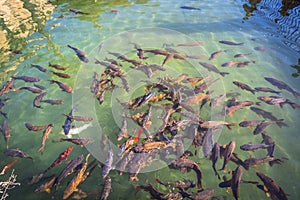 Group of small fish in a pool from the gardens of the Alcazar of