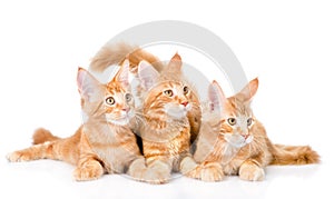 Group of small ginger maine coon cats lying in front view. isolated on white background