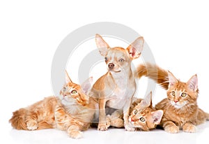 Group of small ginger maine coon cats with tiny chihuahua puppy. isolated