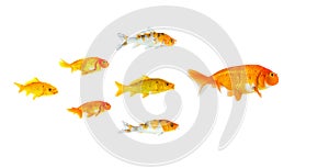 Group of Small goldfish and koi fish following the leader isolated on white background showing leader individuality success or