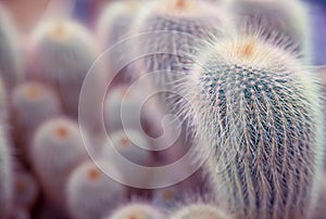 A group of small green cacti. Tropical background and copy space. Tonned style image