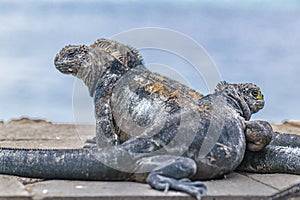 Group of Small Iguanas Resting at Ground