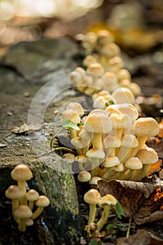 Group of small mushrooms against a tree
