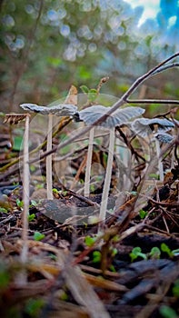 Group of small mushrooms