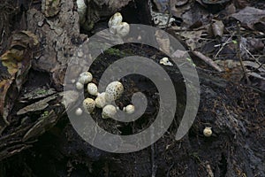 Small mushrooms at base of tree