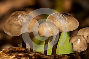 Group of small Mushrooms growing on pieces of rotting wood in a forest ecosystem