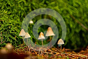 a group of small mushrooms sitting on top of a forest floor next to a green plant covered forest floor