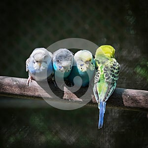 Group of small parakeets